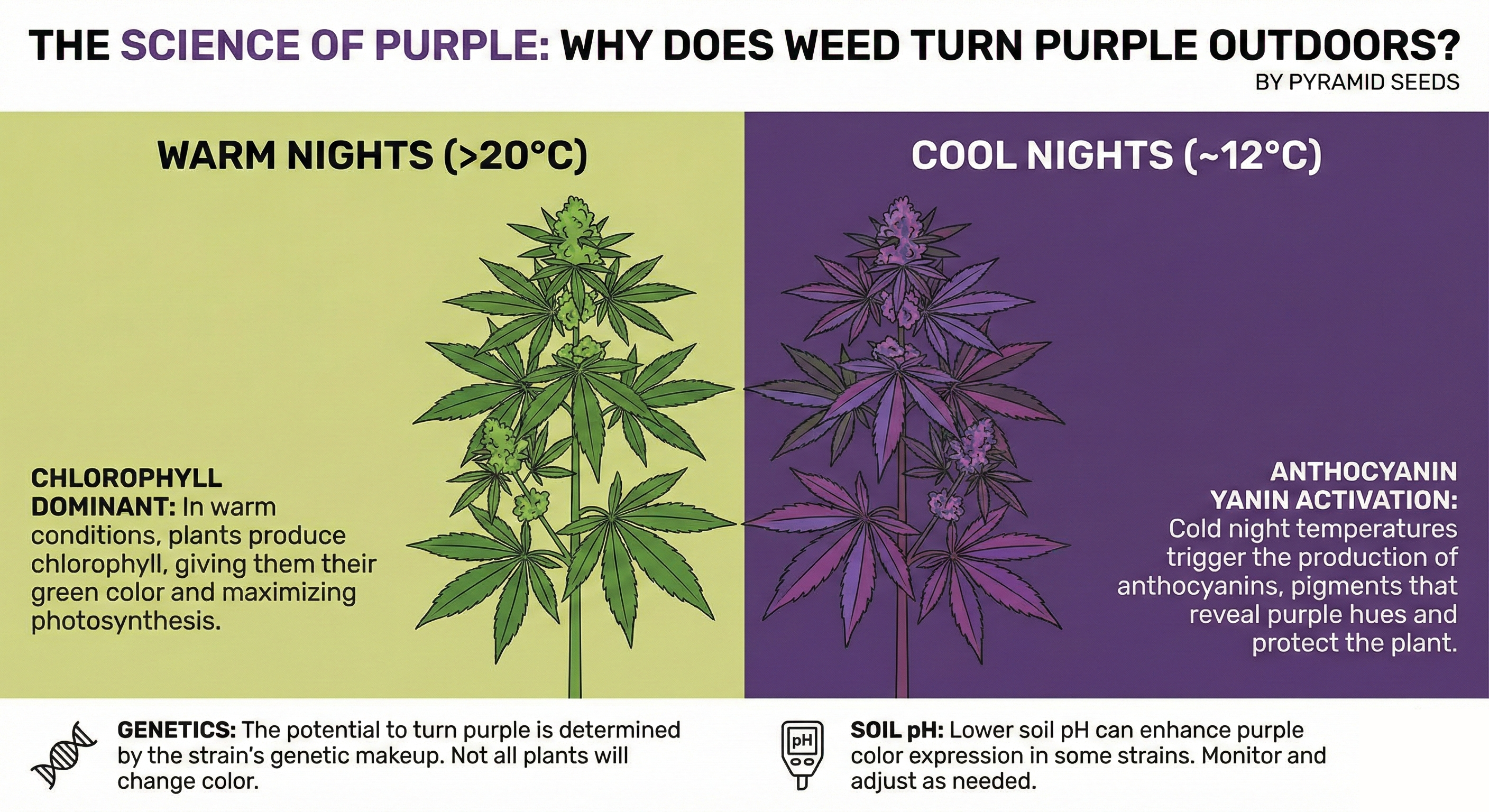 Por qué la marihuana se vuelve púrpura en exterior